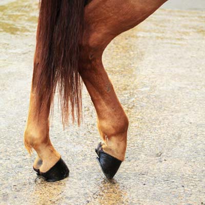 Horse Ligament Stem Cell Therapy