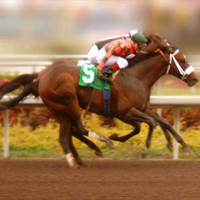 Race Horse Stem Cell Therapy