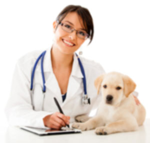 vet