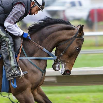 horse4
