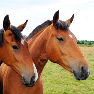 horse5