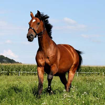 Healthy Horse After Stem Cell Therapy