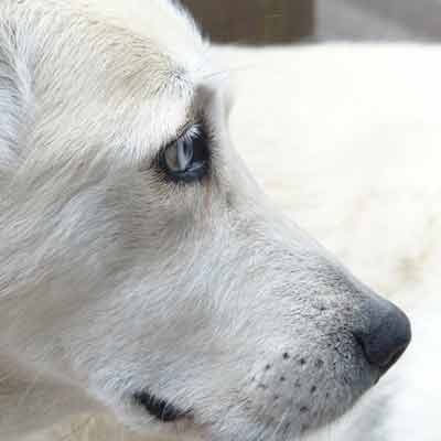 Adult Stem Cells From Dogs