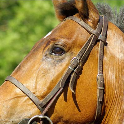 horsehead Stem Cells For Equine