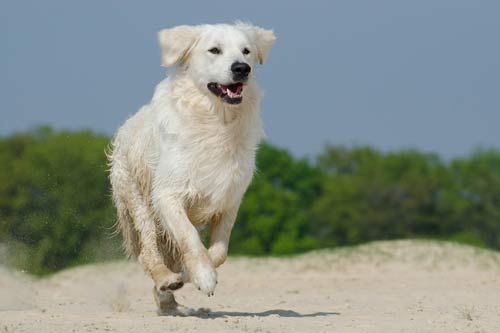 Stem Cell Therapy For Canine Osteoarthritis